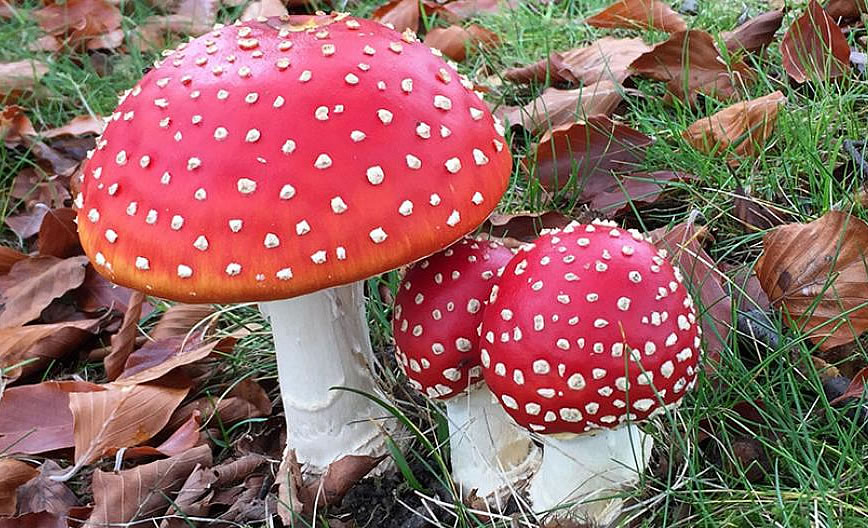 Has the Rug Been Pulled on Shroom Finance as Tokens Dump 27%?