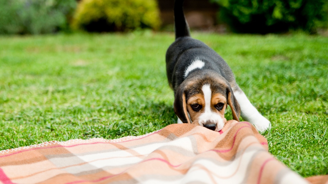 12 Defi Con Artists Exposed – Are Rug Pulling Incidents Threatening the Future of Defi ?  